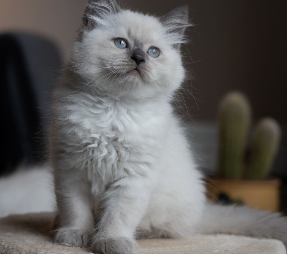 BLH kitten suchen liebevolles Zuhause BLH kitten suchen liebevolles Zuhause