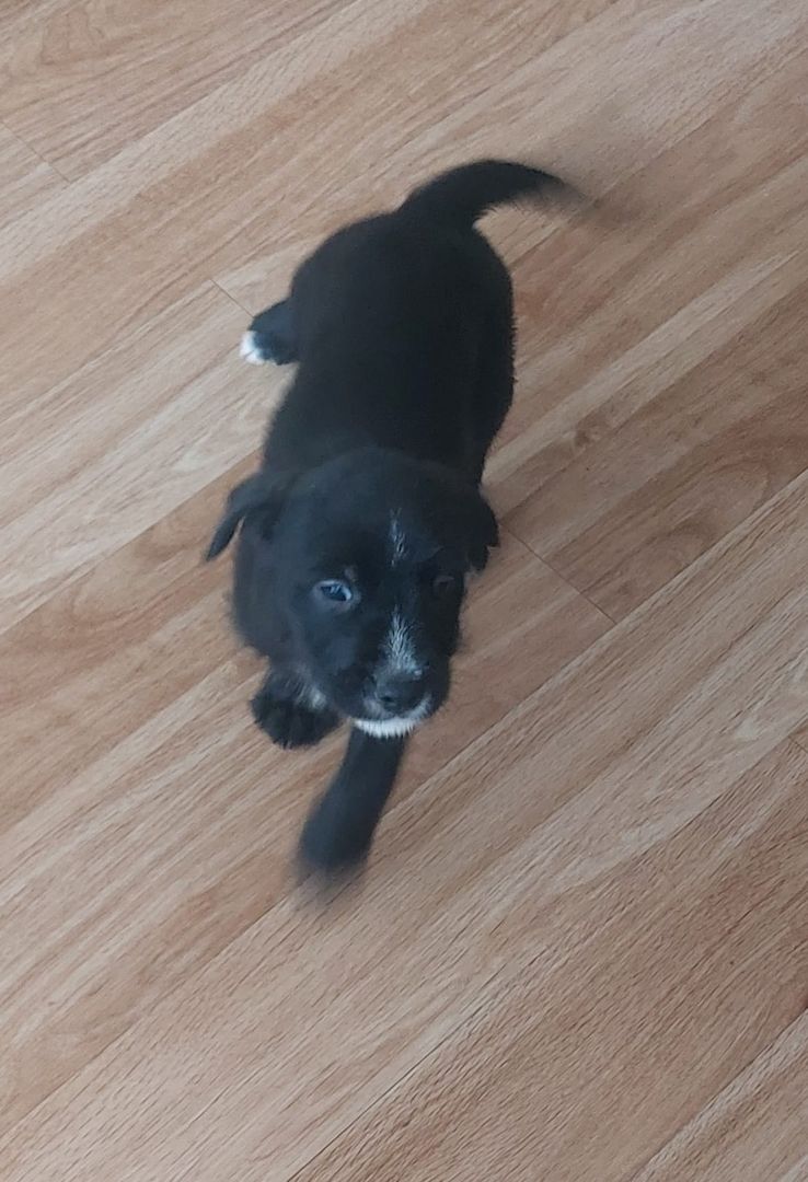 Mischlingswelpen Mischlingswelpen