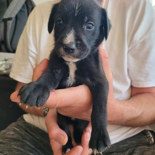 Mischlingswelpen Mischlingswelpen