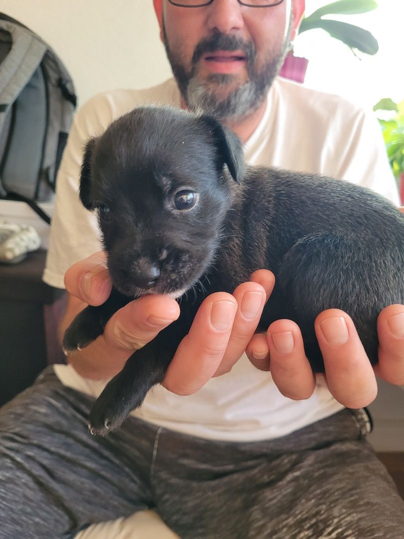 Mischlingswelpen Mischlingswelpen