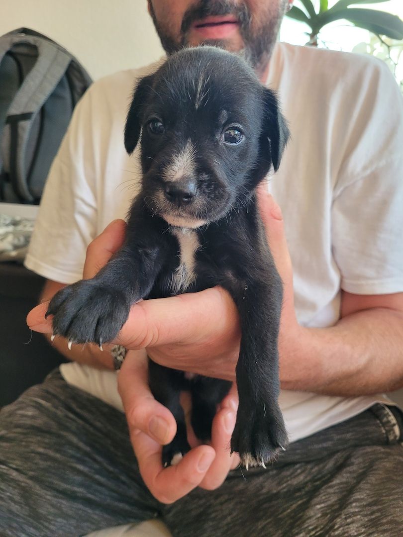 Mischlingswelpen Mischlingswelpen