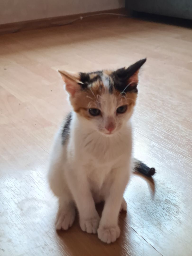 2 süsse Katzenbabys