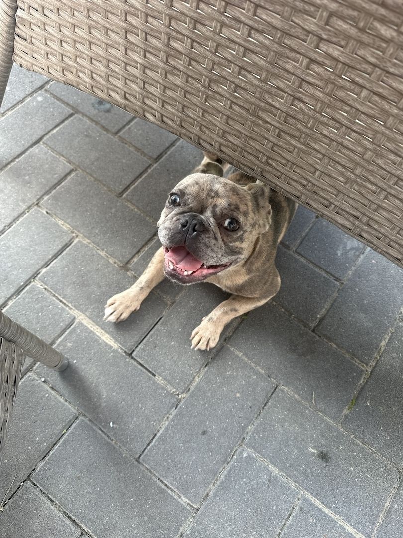 Französische Bulldogge in liebevolle Hände