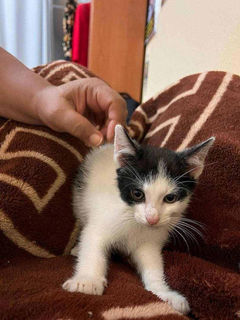 Entzückende kurzhaarige Hauskatzenwelpen suchen ein neues Zuhause!