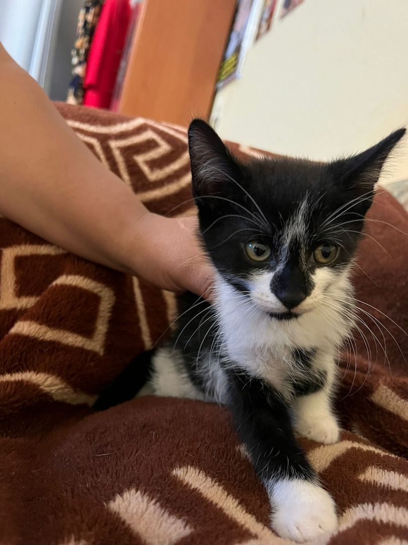 Entzückende kurzhaarige Hauskatzenwelpen suchen ein neues Zuhause!