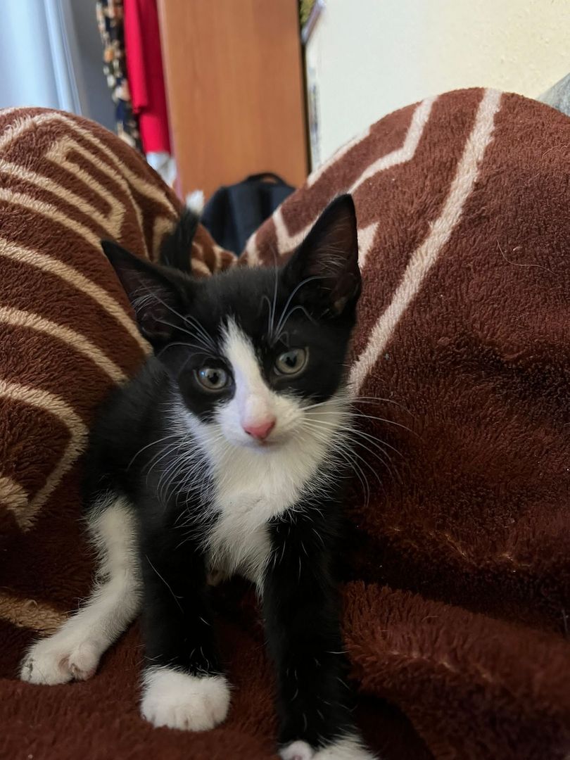 Entzückende kurzhaarige Hauskatzenwelpen suchen ein neues Zuhause!