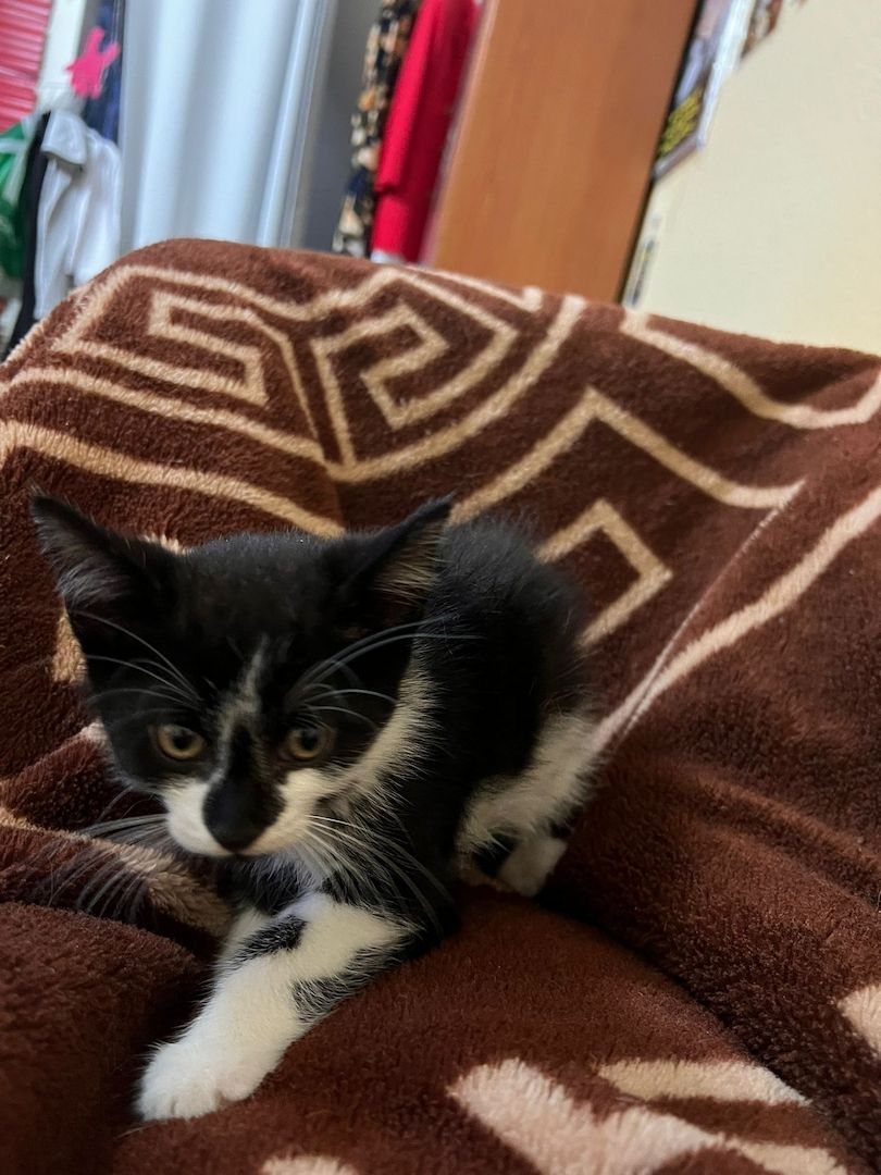 Entzückende kurzhaarige Hauskatzenwelpen suchen ein neues Zuhause!