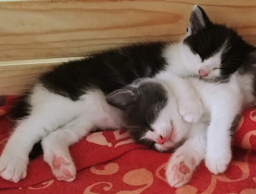 2 zuckersüße Kitten - Babykater