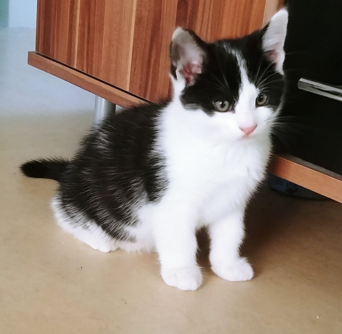 2 zuckersüße Kitten - Babykater