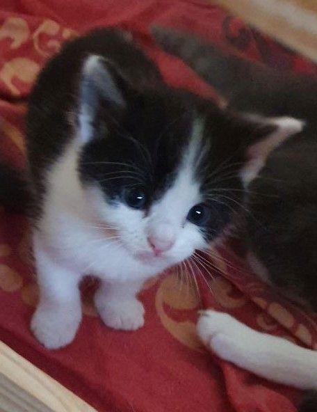 2 zuckersüße Kitten - Babykater