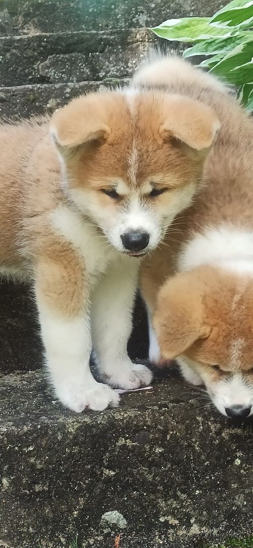 Akita inu Welpen