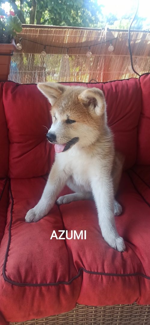 Akita inu Welpen