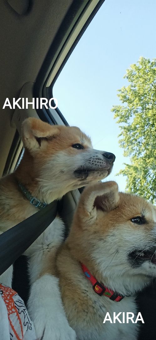 Akita inu Welpen