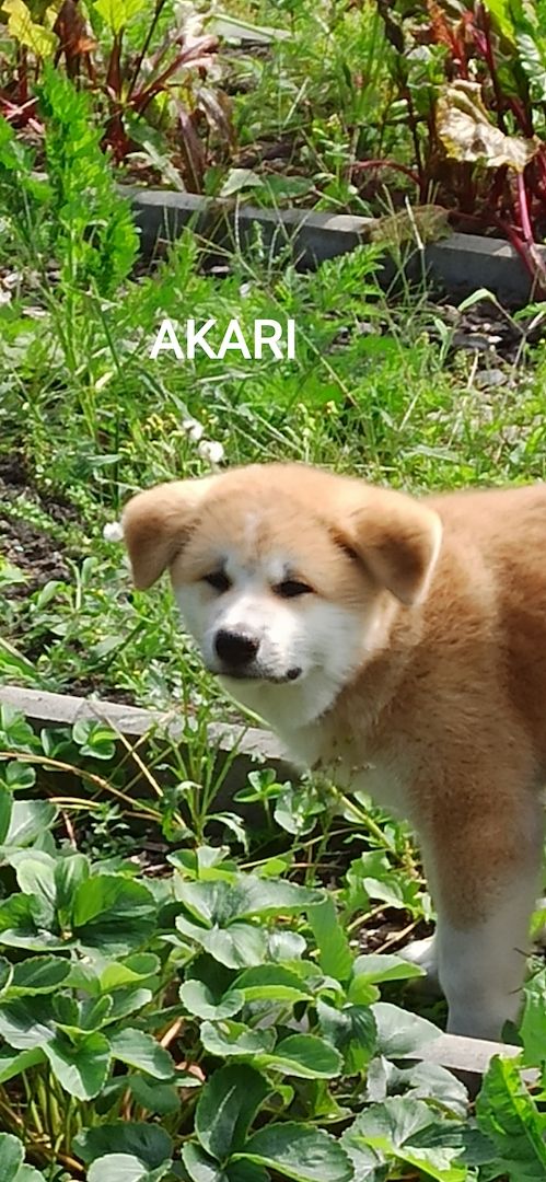 Akita inu Welpen