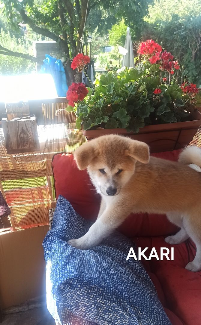 Akita inu Welpen
