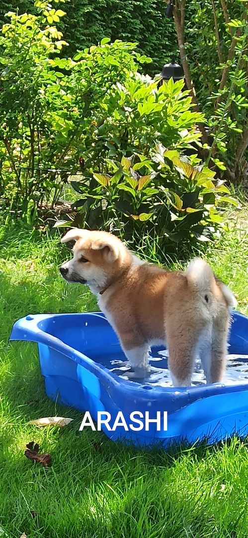 Akita inu Welpen