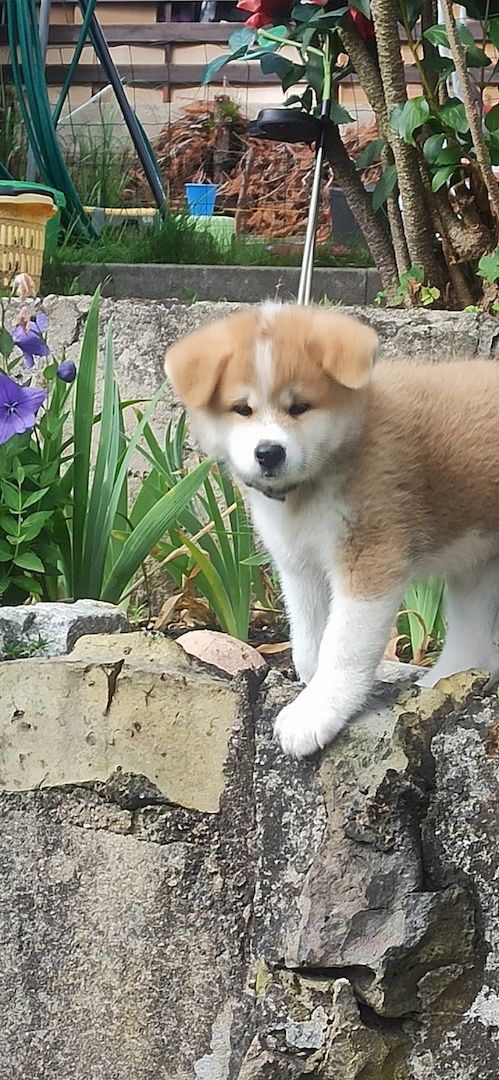 Akita inu Welpen