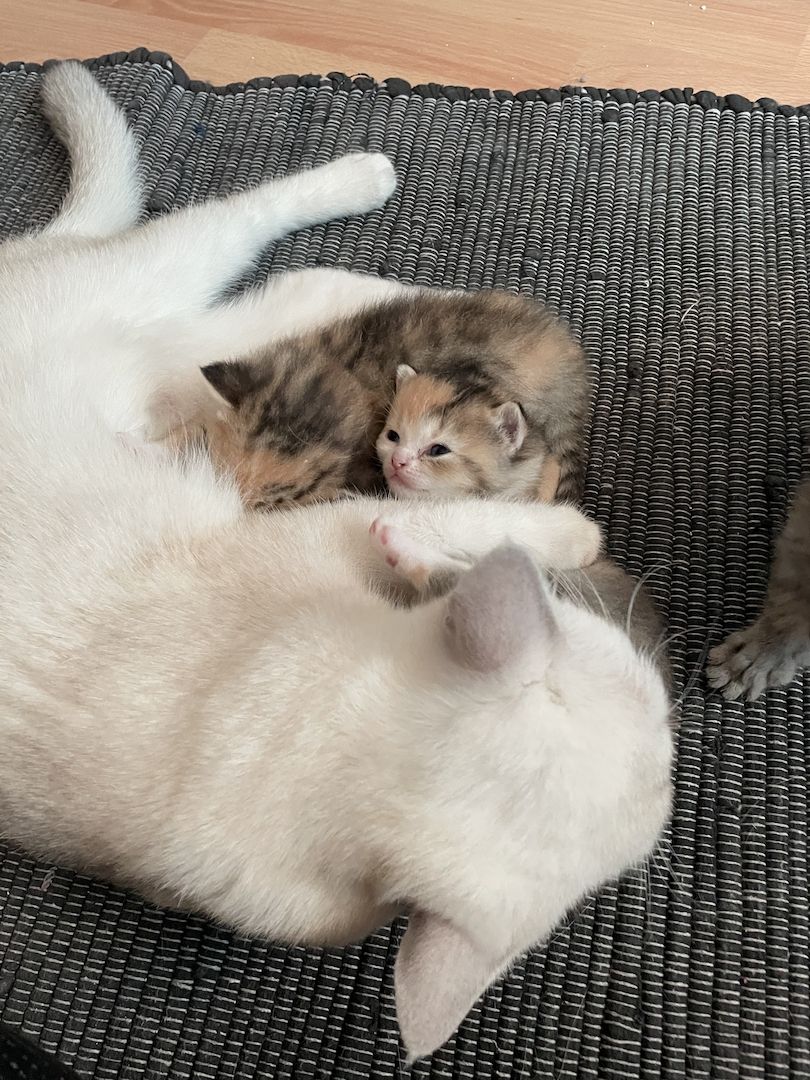 BKH Kitten kleine Bärchen