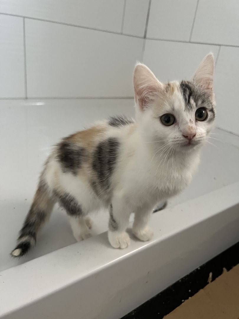 Maine Coon/Norwegische Waldkatze &‘ Hauskatzen Mix