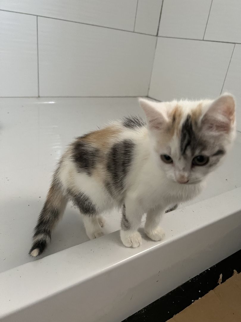 Maine Coon/Norwegische Waldkatze &‘ Hauskatzen Mix