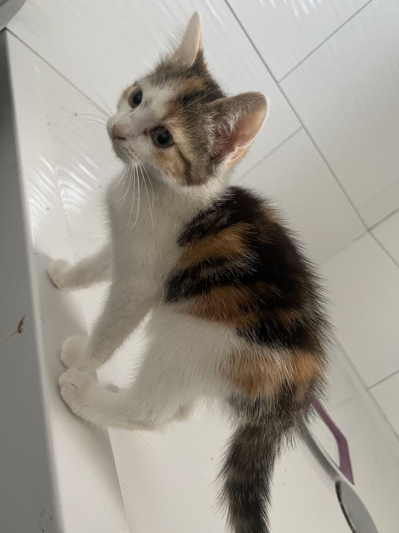 Maine Coon/Norwegische Waldkatze &‘ Hauskatzen Mix