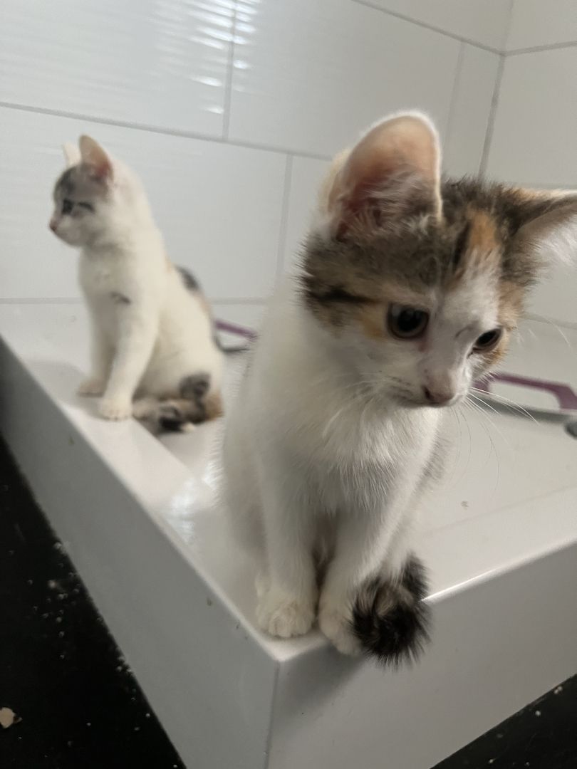 Maine Coon/Norwegische Waldkatze &‘ Hauskatzen Mix