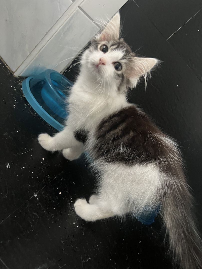 Maine Coon/Norwegische Waldkatze &‘ Hauskatzen Mix