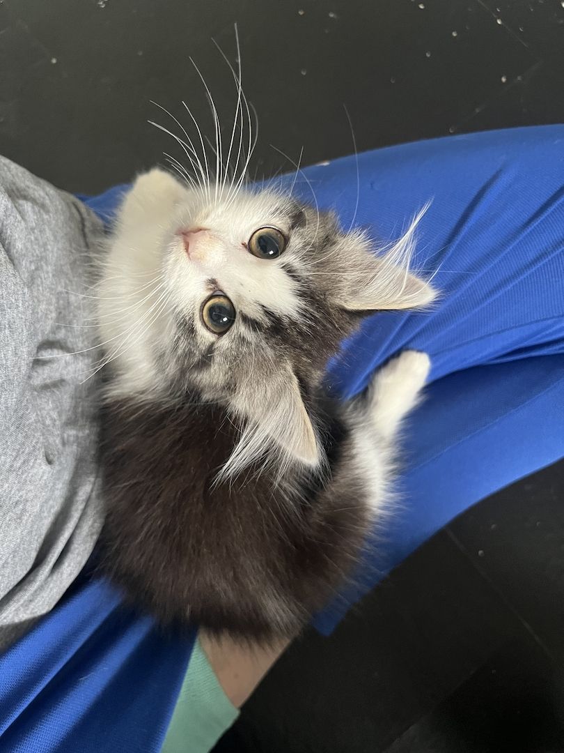 Maine Coon/Norwegische Waldkatze &‘ Hauskatzen Mix