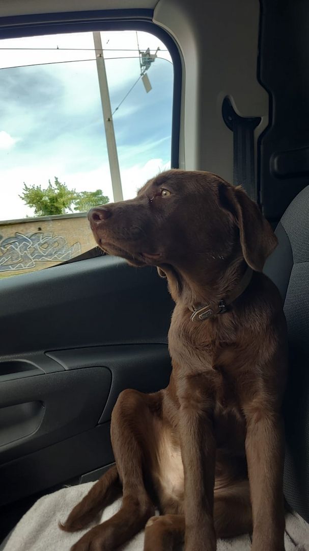 Verkaufe auf diesem Wege einen Labrador Rüden in Schoko braun