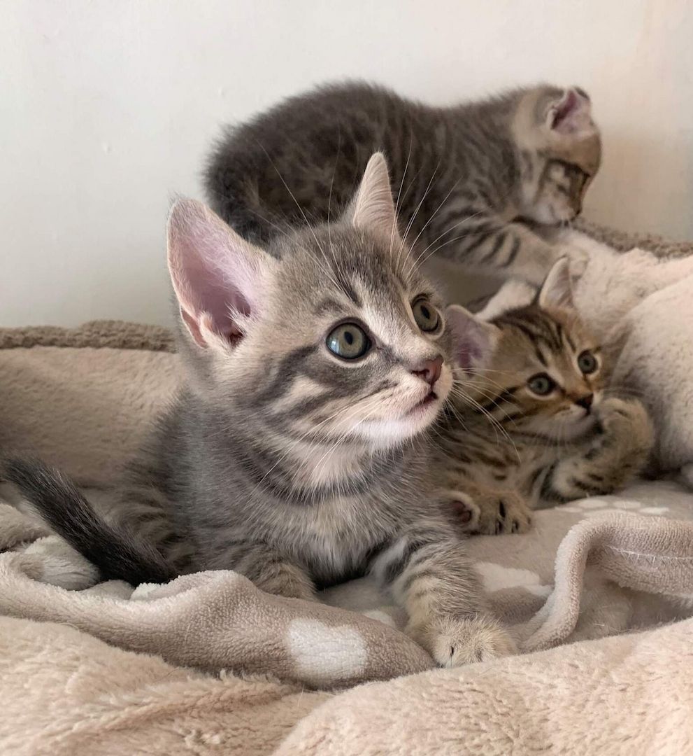 BKH Silber Tabby Classic BKH Silber Tabby Classic