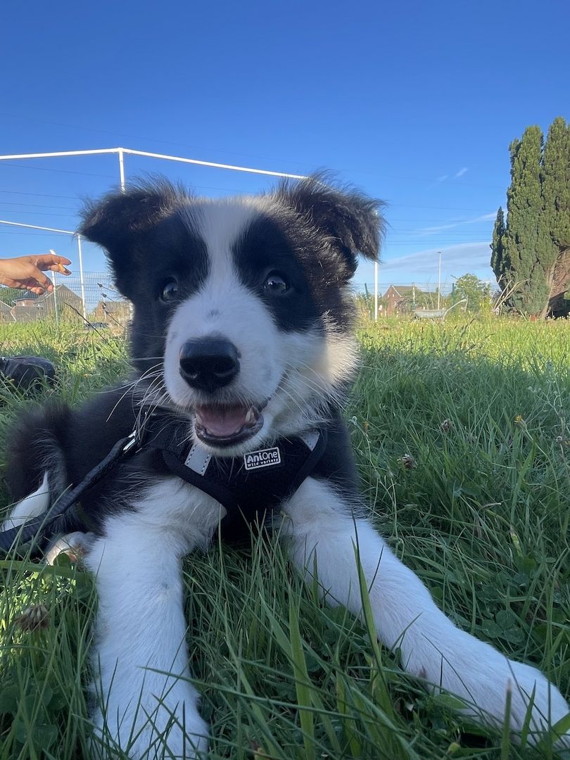 Border Collie Welpe