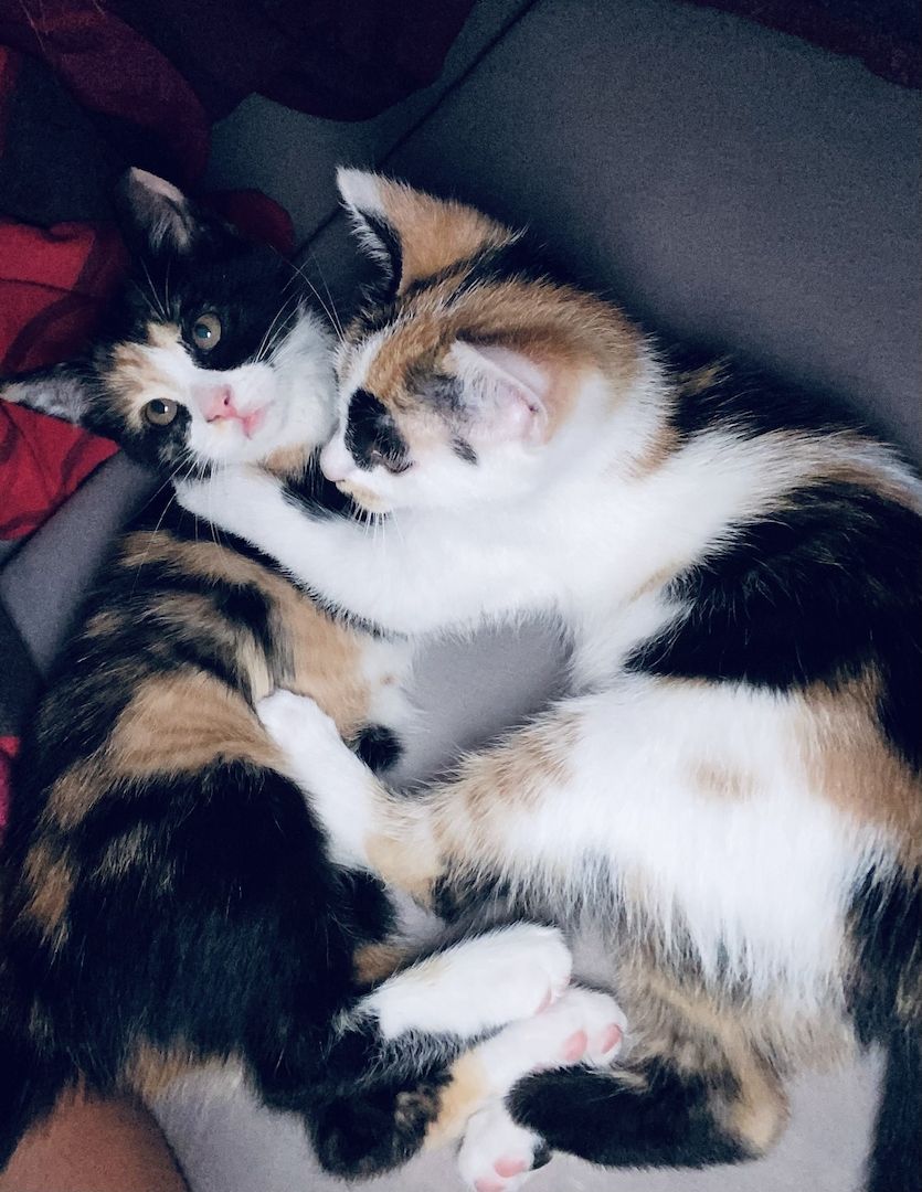 Katzenbabys abzugeben