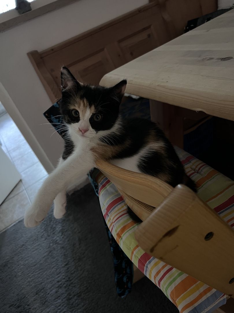 Katzenbabys abzugeben