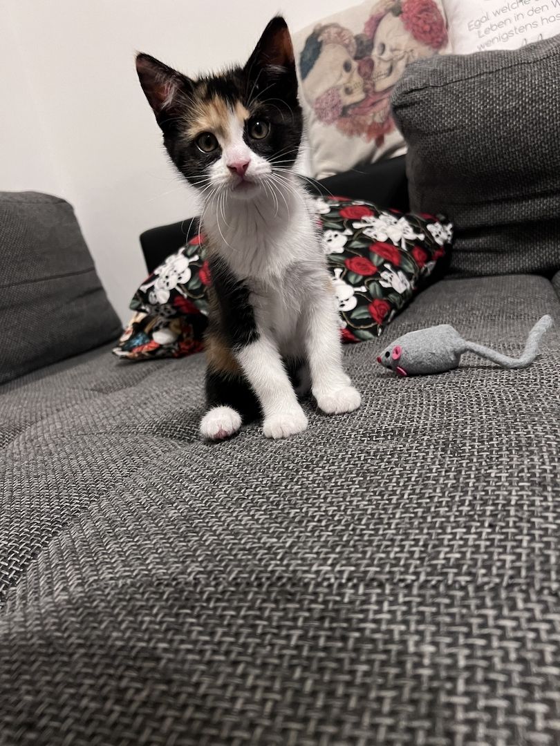 Katzenbabys abzugeben