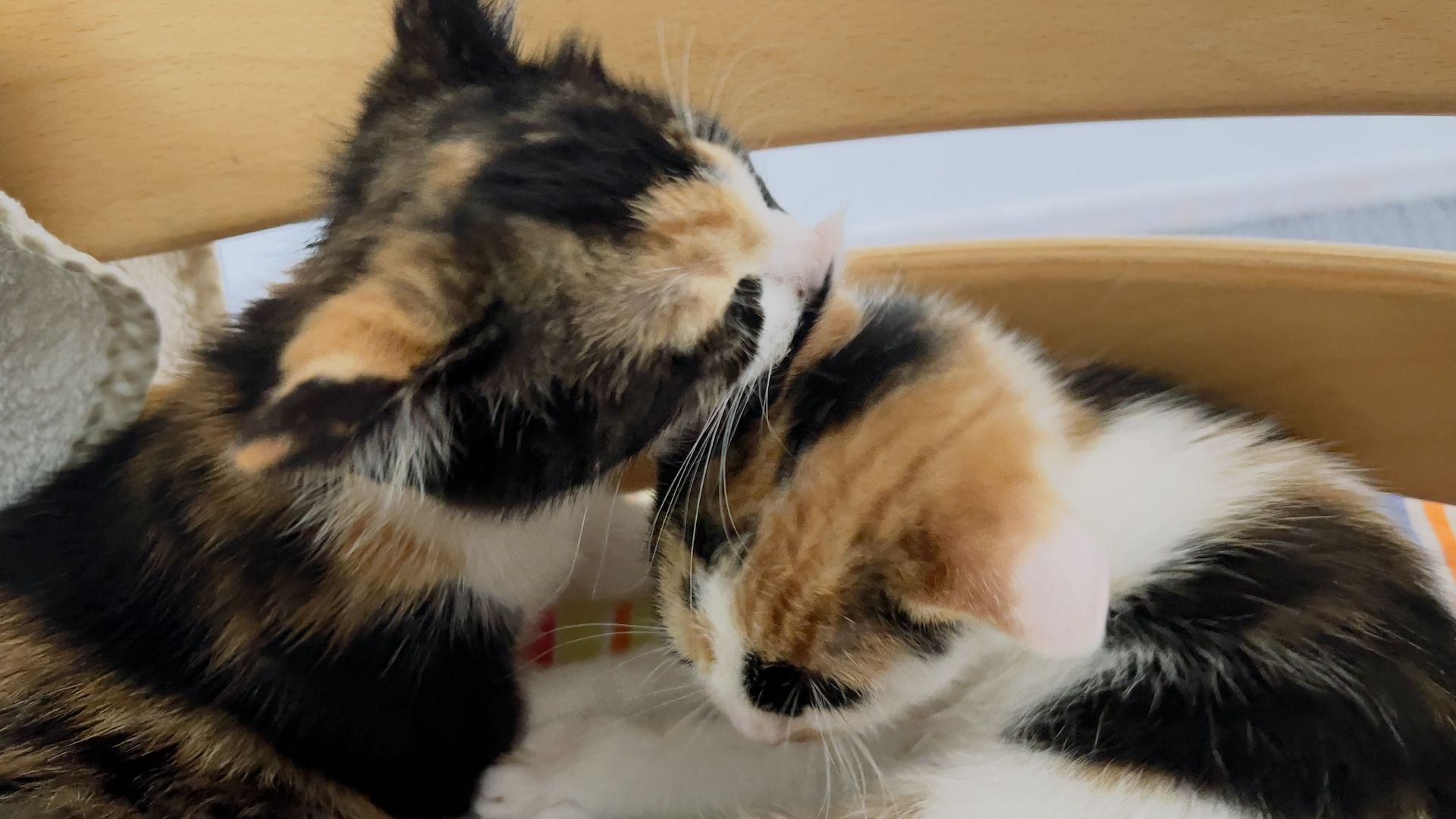 Katzenbabys abzugeben