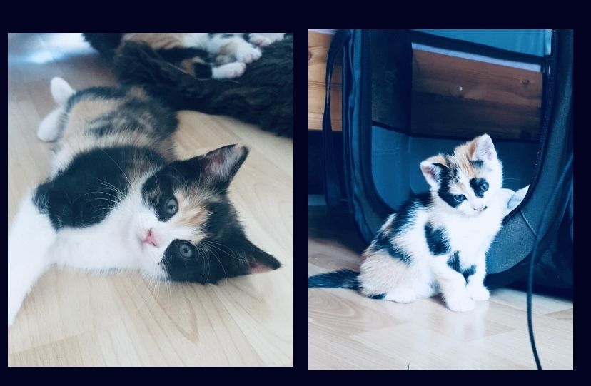 Katzenbabys abzugeben