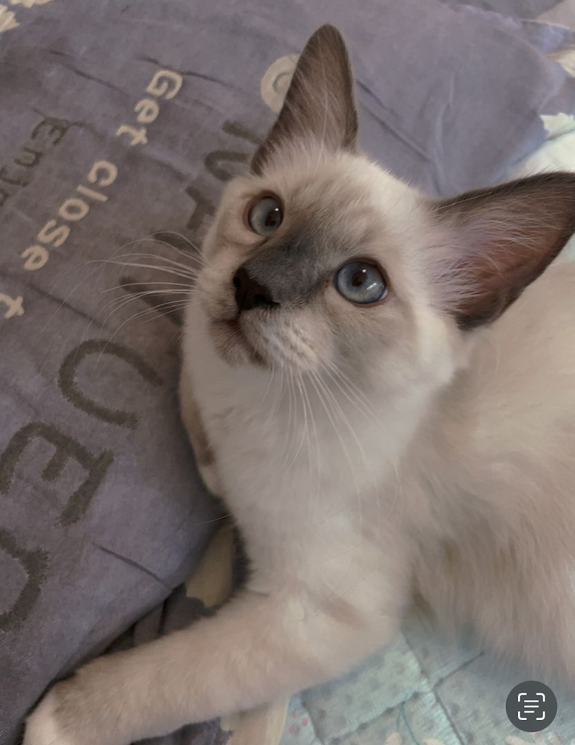 Heilige Birma katze in Stuttgart