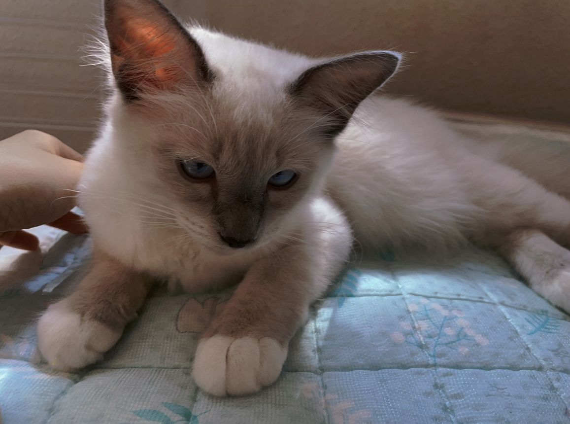 Heilige Birma katze in Stuttgart