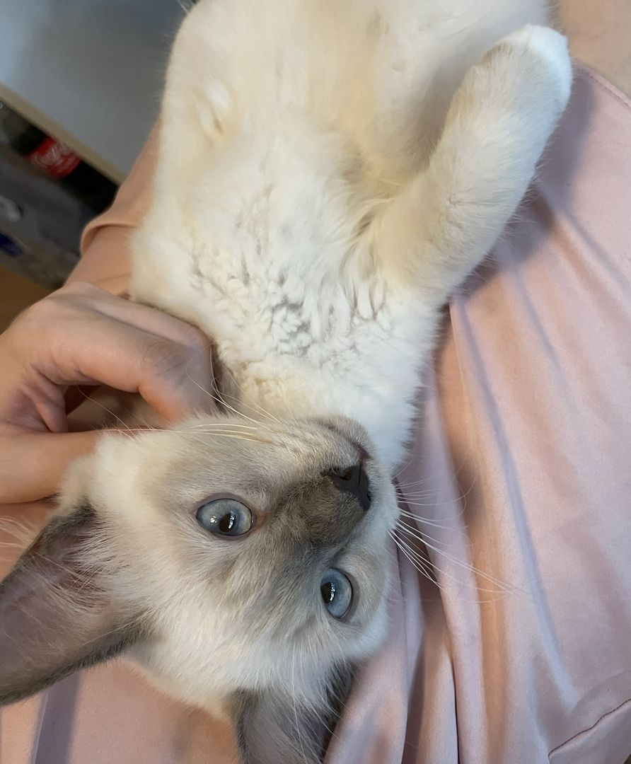 Heilige Birma katze in Stuttgart