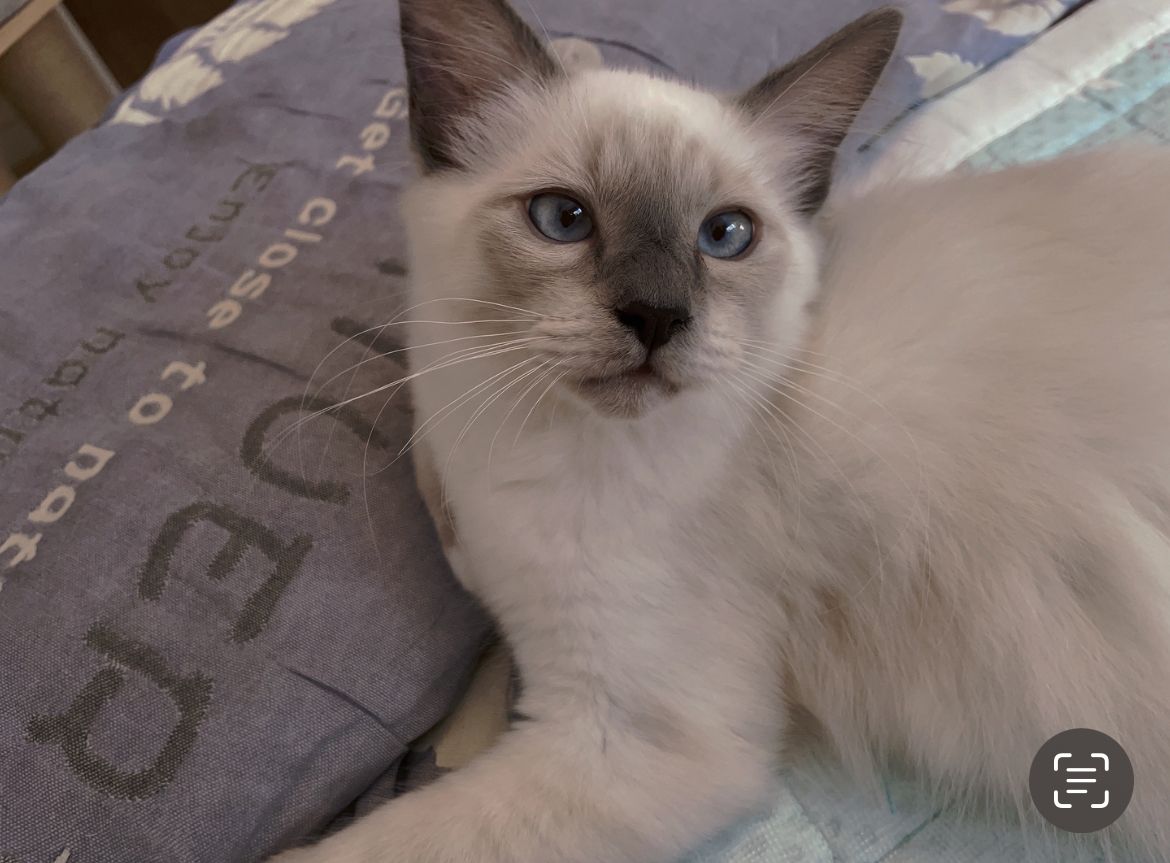 Heilige Birma katze in Stuttgart