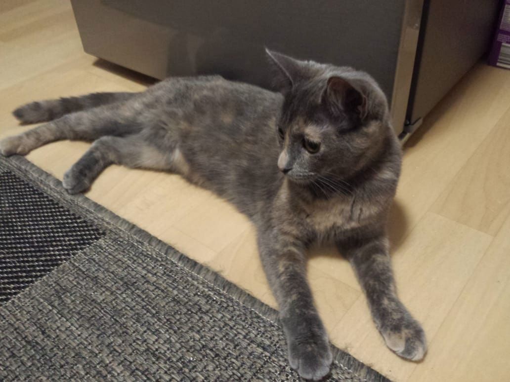 Süße kuschlige Main Coon / Bkh Mix sucht neues Zuhause