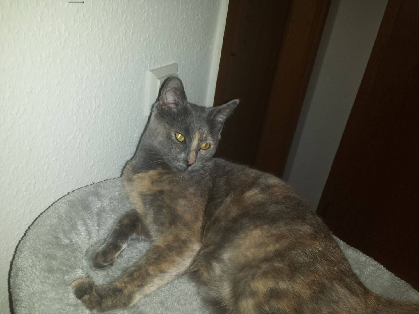 Süße kuschlige Main Coon / Bkh Mix sucht neues Zuhause