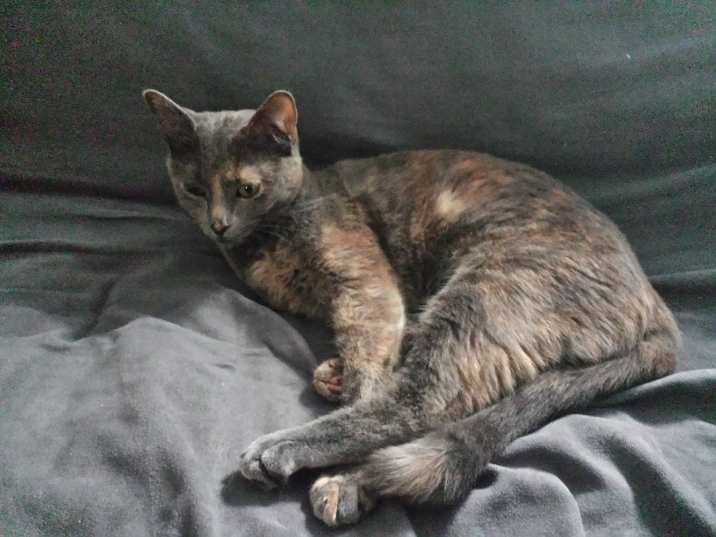 Süße kuschlige Main Coon / Bkh Mix sucht neues Zuhause