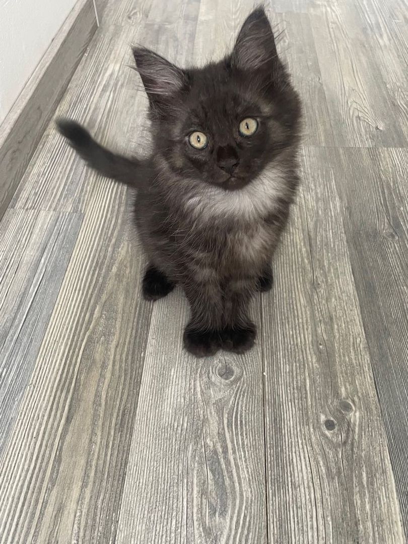 Süße Mainecoon mix