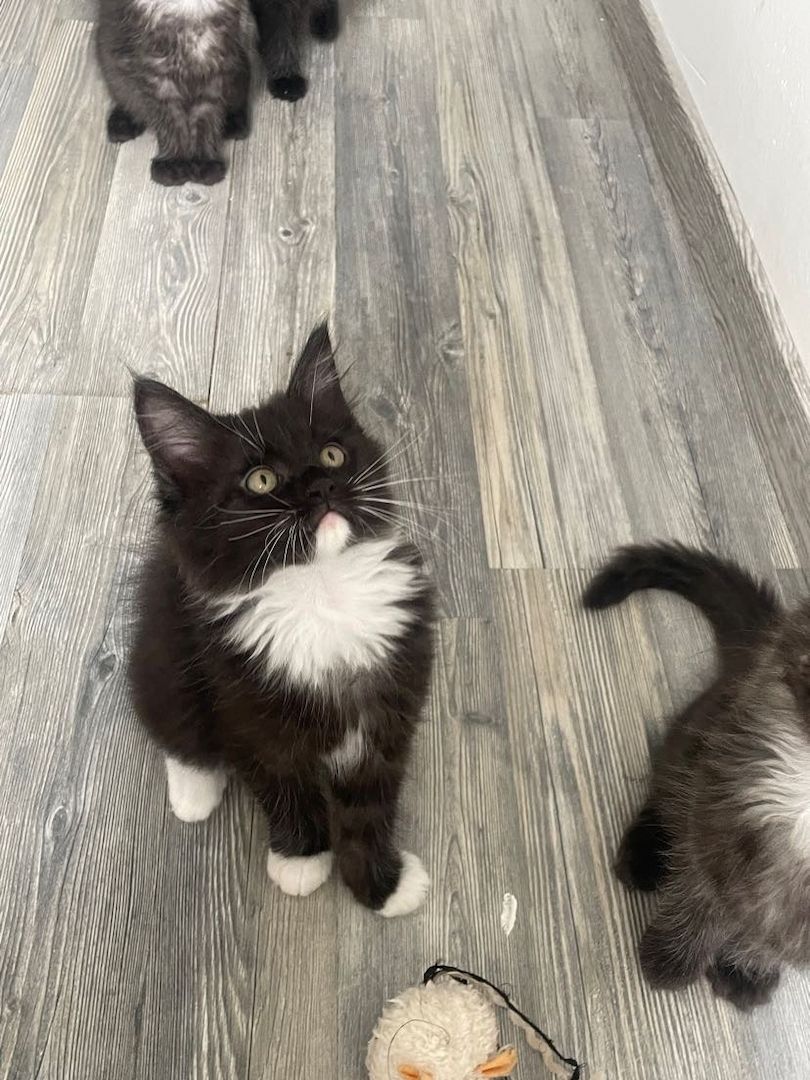 Süße Mainecoon mix