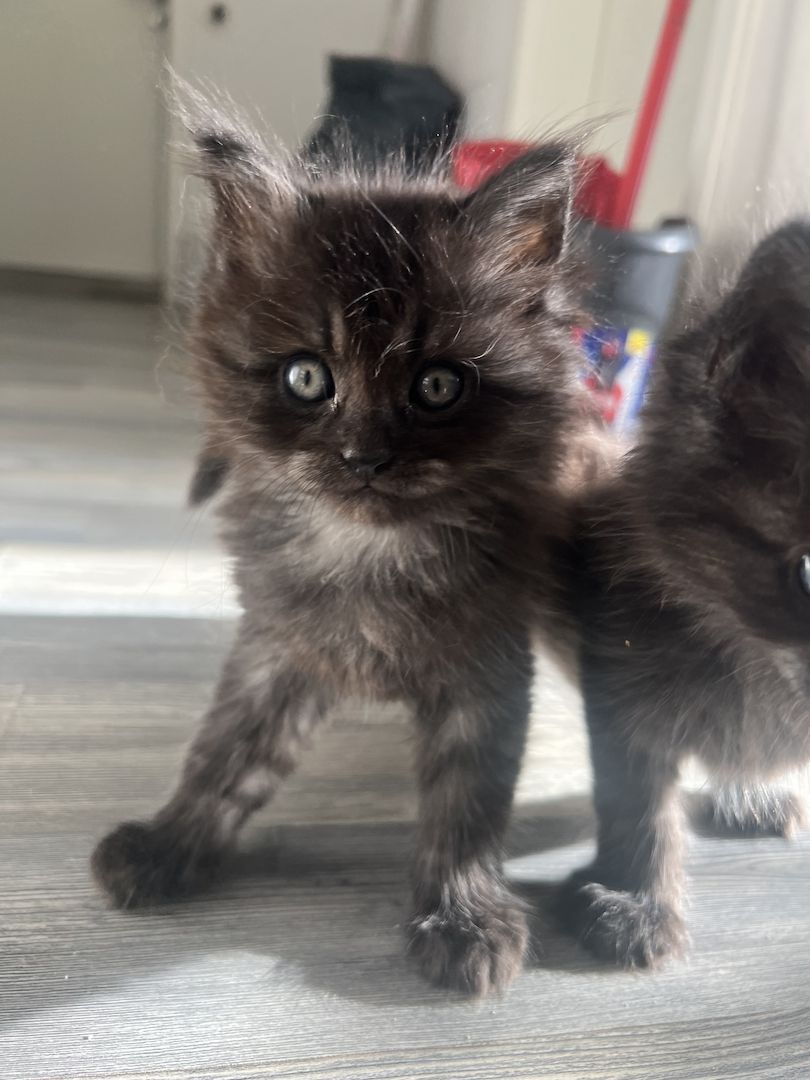 Süße Mainecoon mix