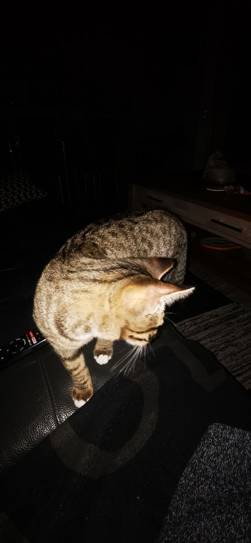 Katter 5 Monate junh