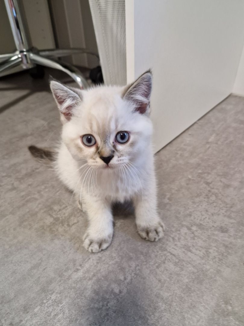 BKH (Nur noch ein Kater da) Abgabebereit BKH (Nur noch ein Kater da) Abgabebereit