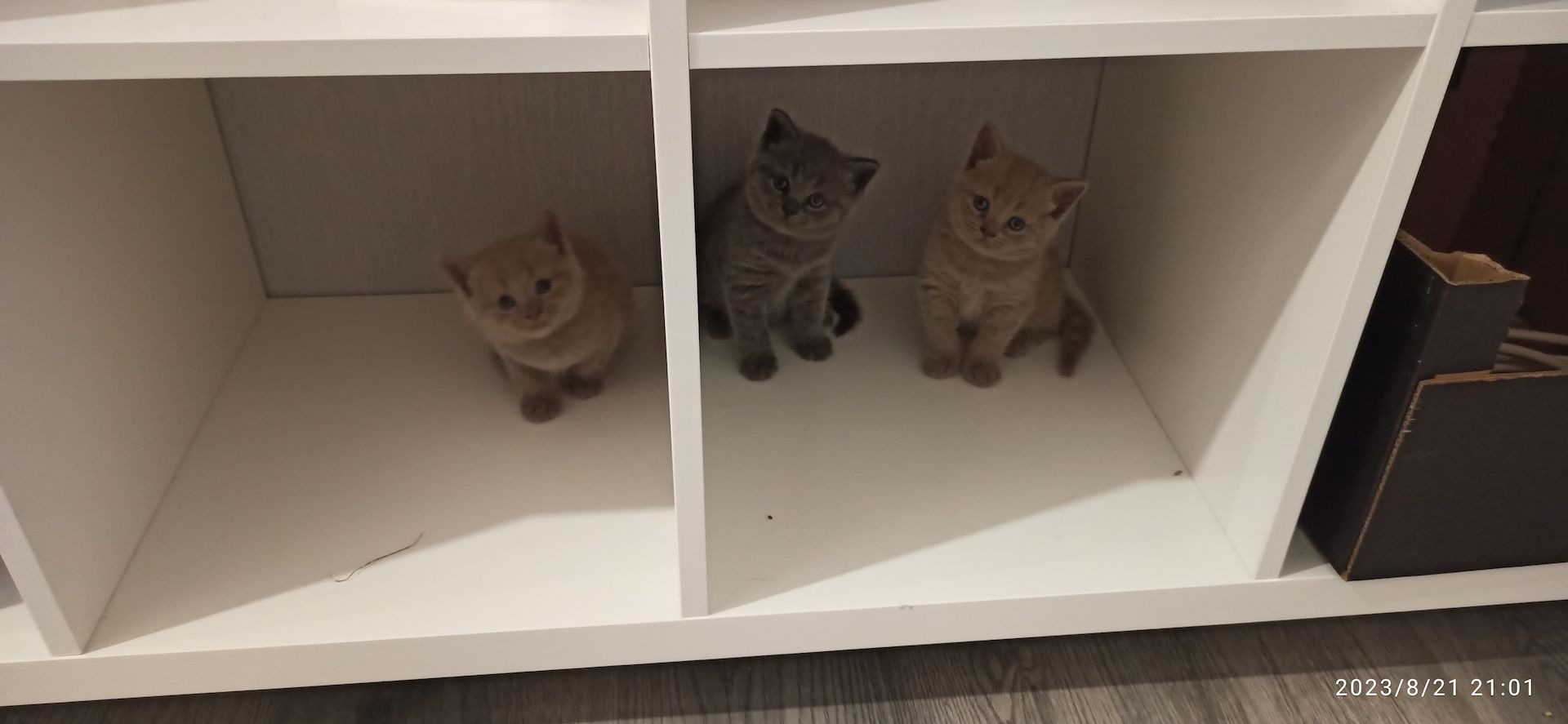 BKH MIX KATZENBABYS KITTEN