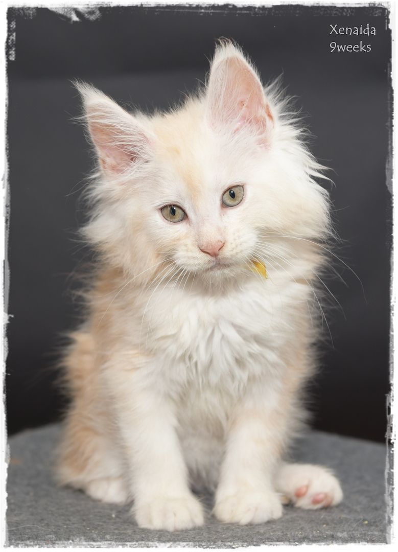 Maine Coon..richtige Freunde für's Leben..